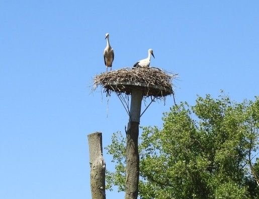 Familiedag voor bedrijven