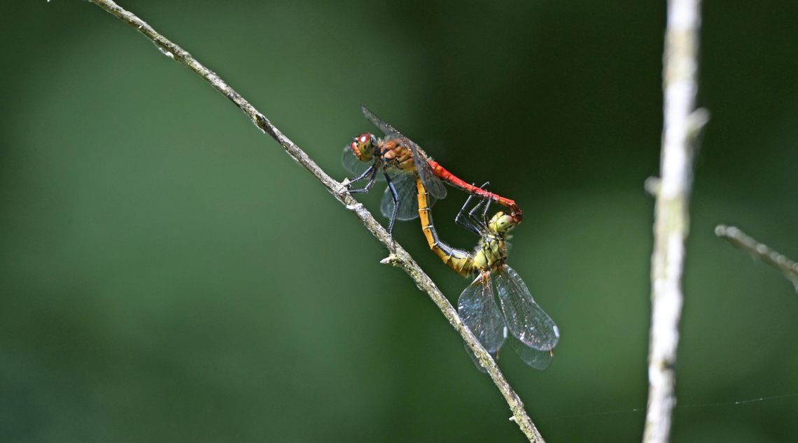 bloedrode heidelibel