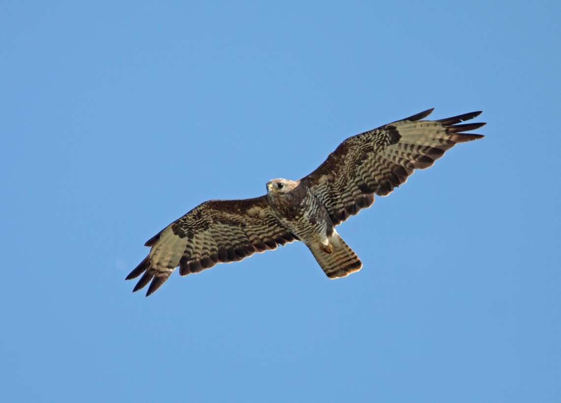 buizerd