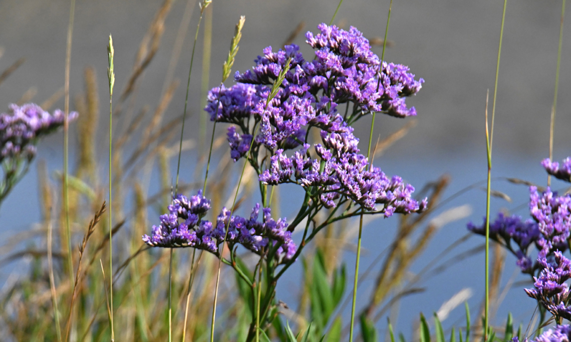 planten