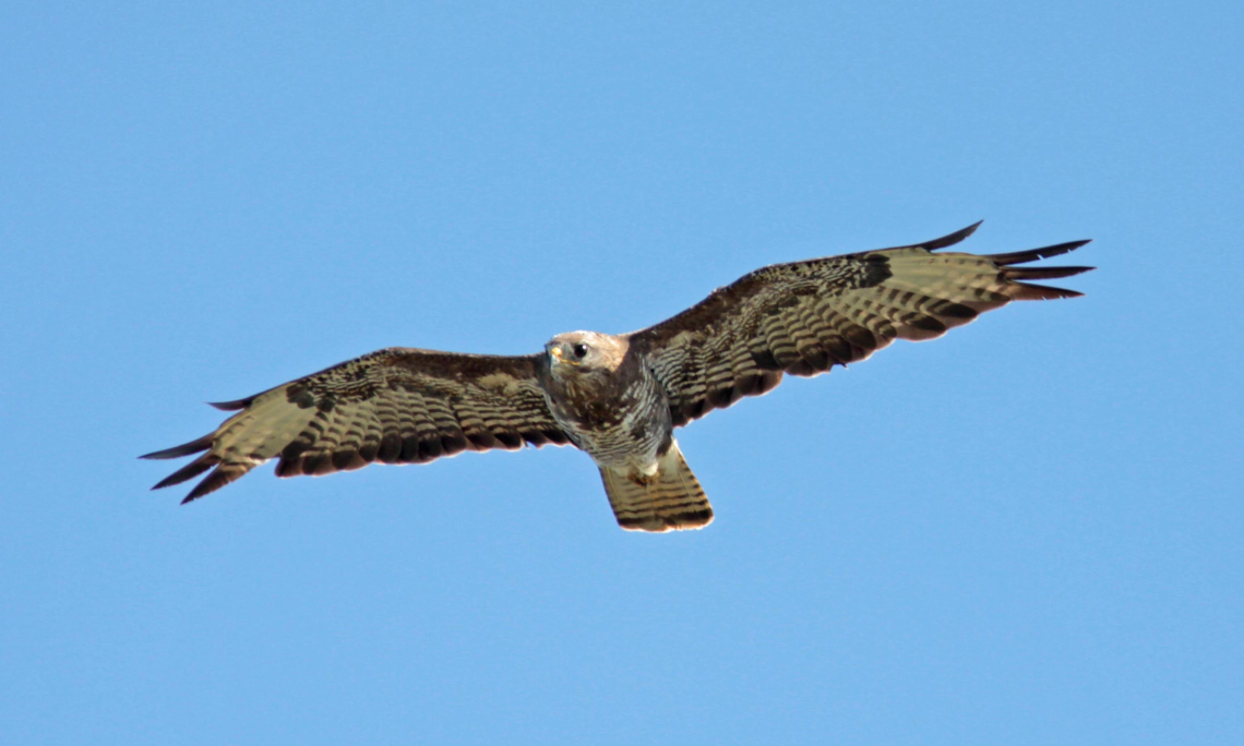 Roofvogels