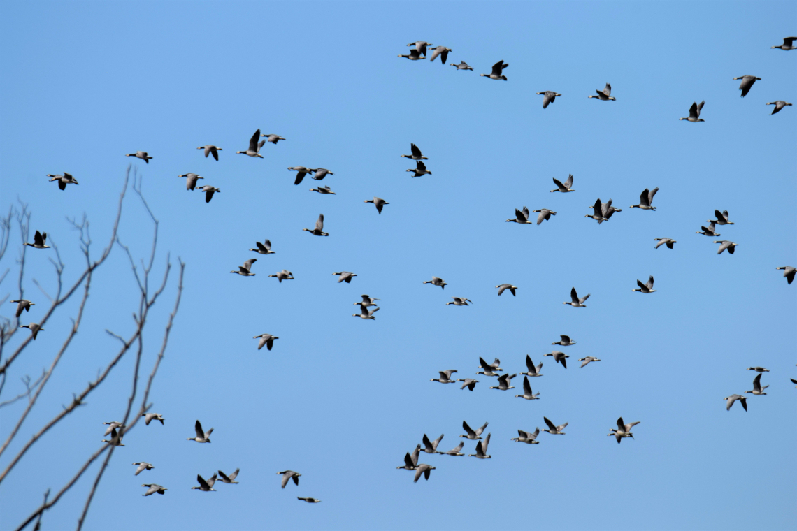 Vogeltrek