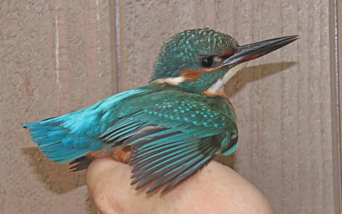 ijsvogel