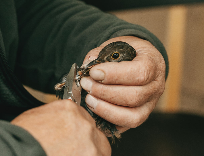 the art and science of ringing