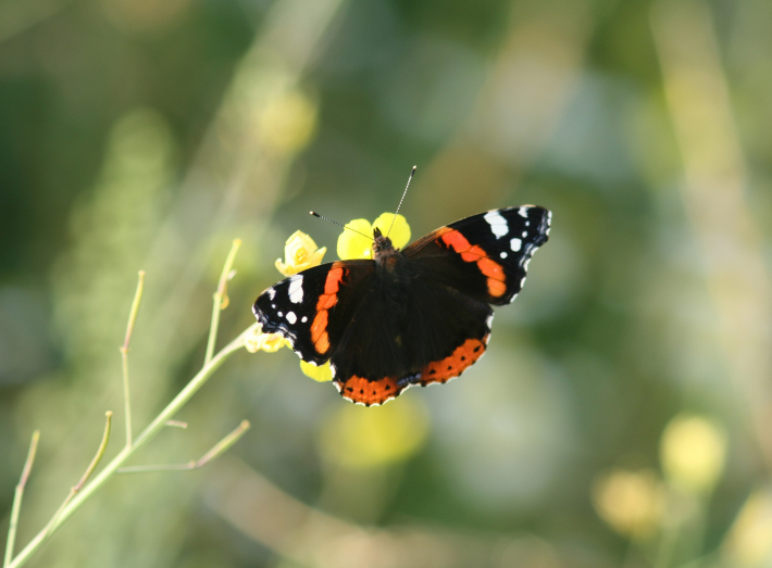 vlinderwandeling