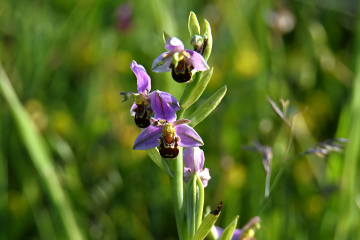 bijenorchis