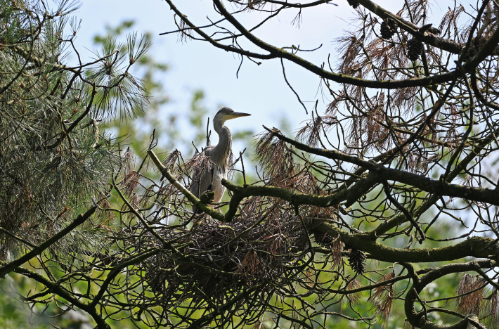 blauwe reigers