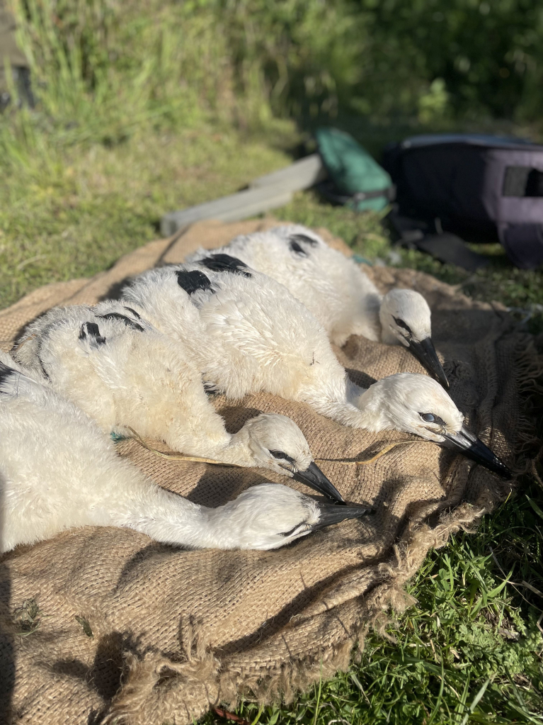 16 cigogneaux ont été bagués au Zwin Parc Nature 