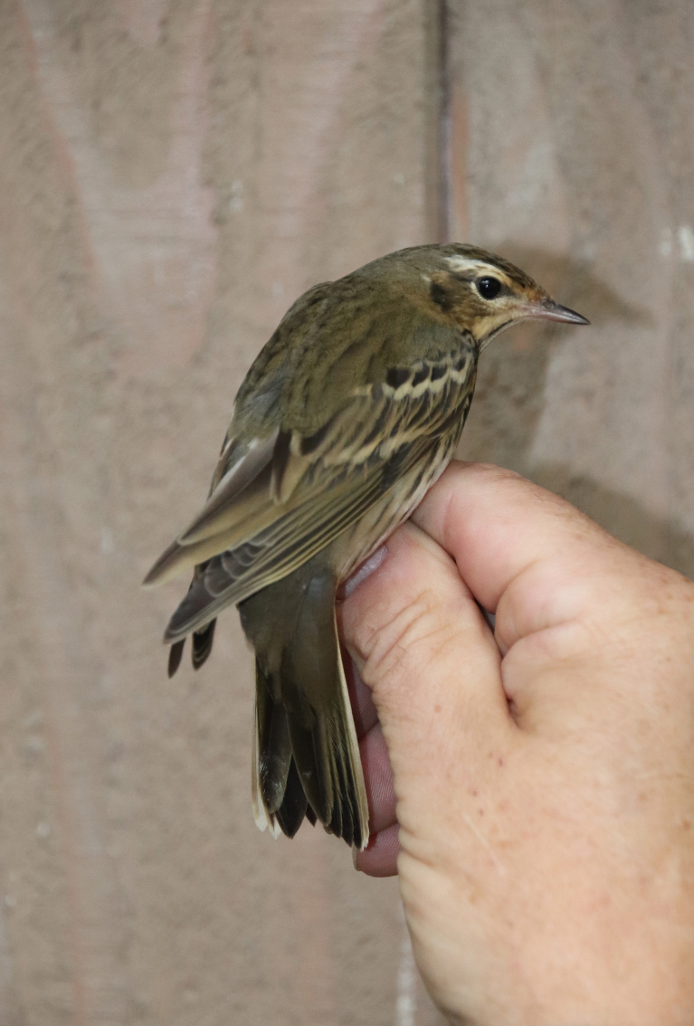 siberische boompieper