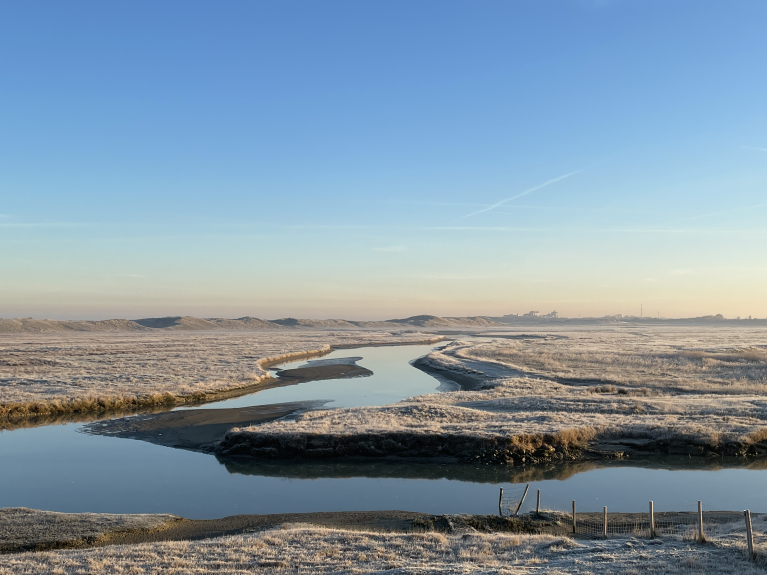 Winter in het Zwin