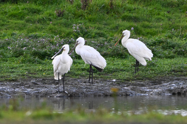 Weekendwandeling in thema