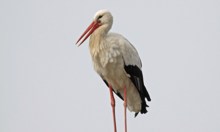 Promenade des cigognes
