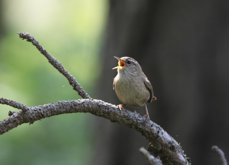 Vroeg-uit-de-veren-wandeling