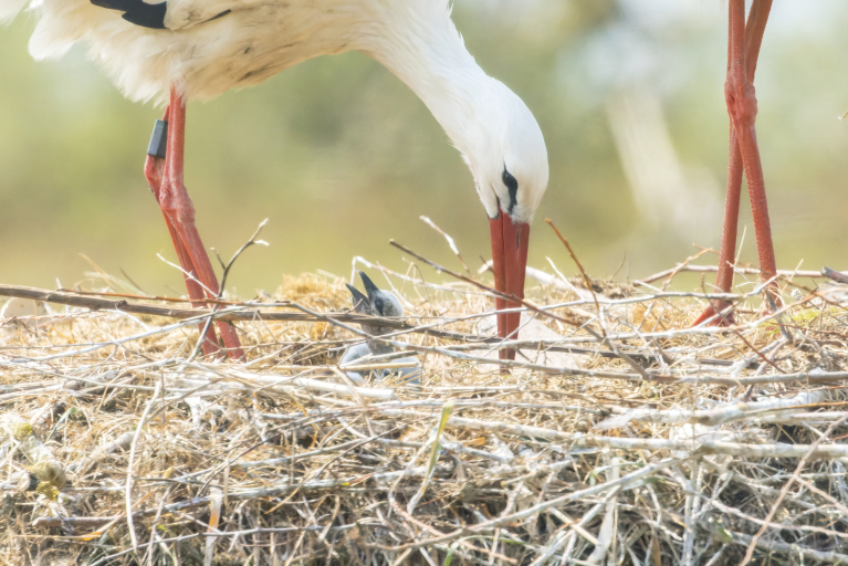 eerste ooievaarsjongen