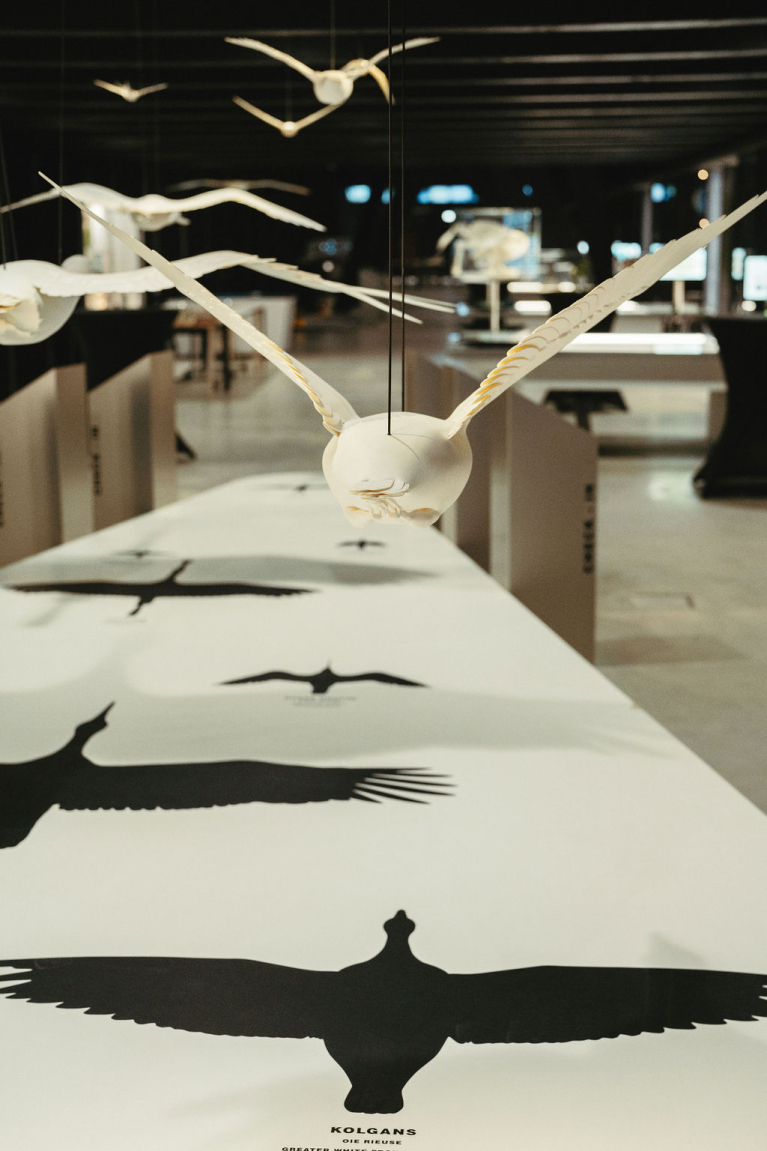 vogeltrektentoonstelling