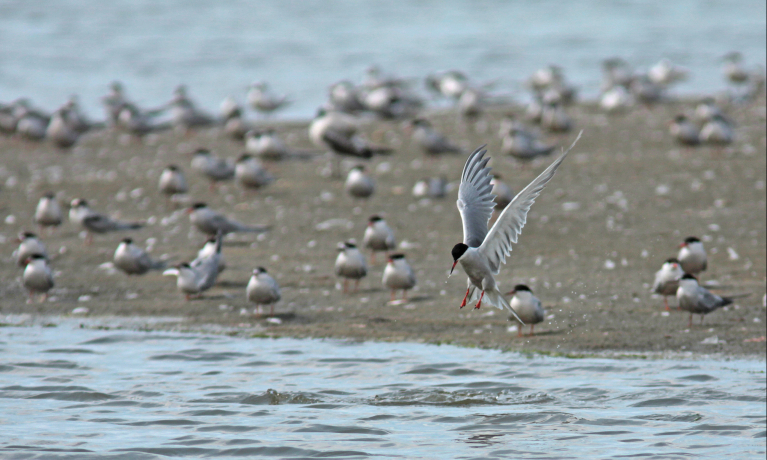 trekvogelsymposium