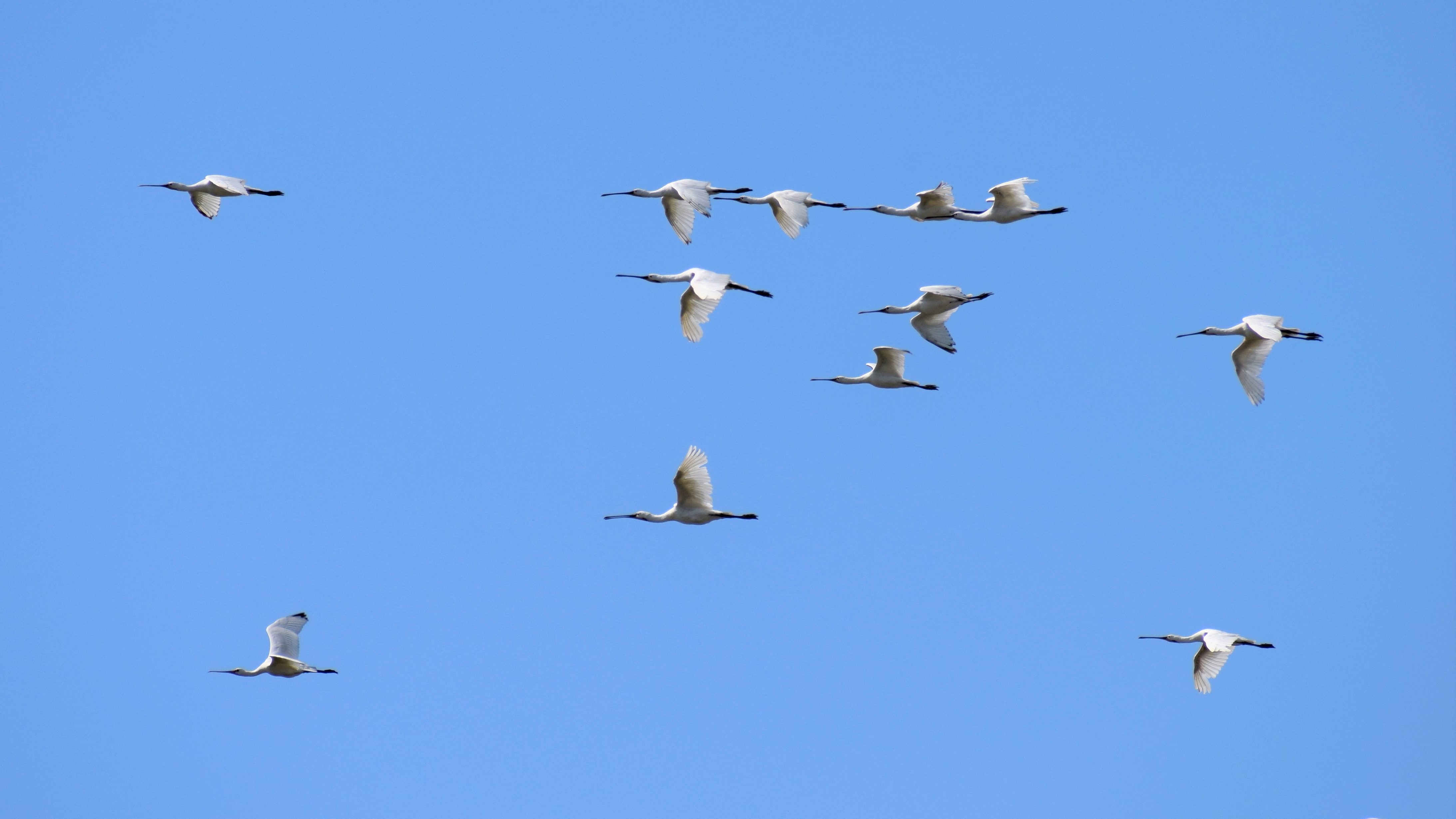Vogeltrekwandeling
