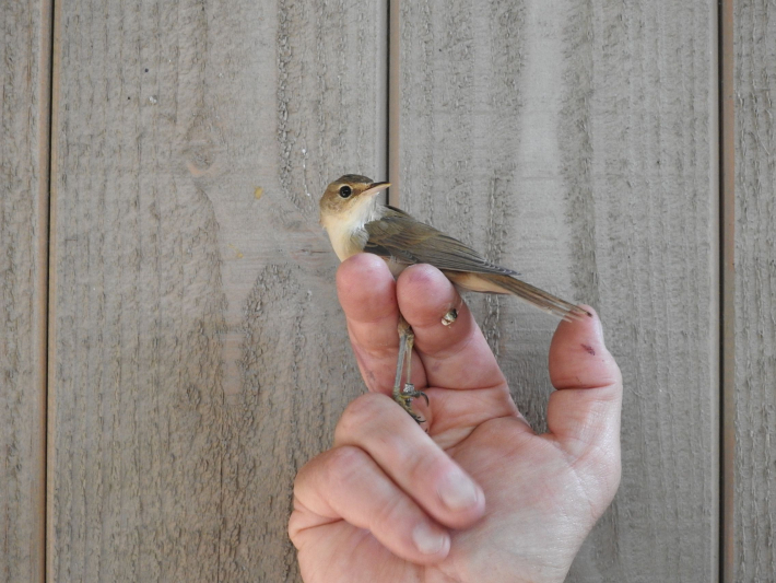 Séances de baguage d’oiseaux dans le Zwin Parc Nature jusqu’à mi-novembre