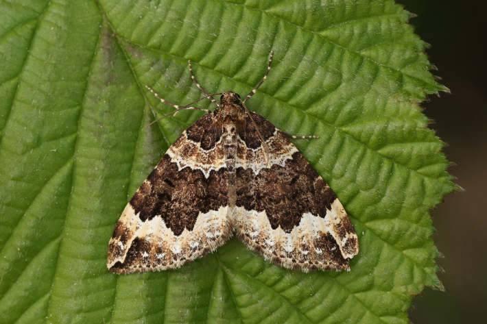 Fraaie walstrospanner