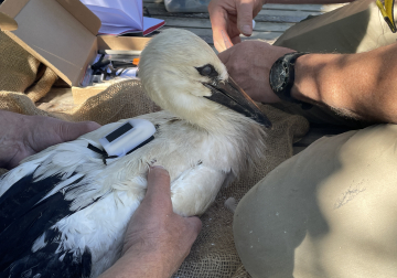 Zenderooievaar Y1629