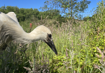 Ooievaar yuki, Y1628