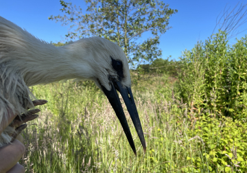 Ooievaar Alexia Y1631