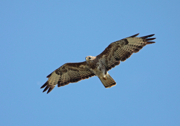 roofvogel