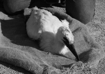 Ooievaar Chuck Y0828