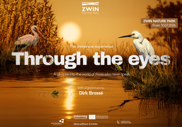through the eyes