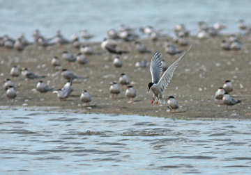 trekvogelsymposium