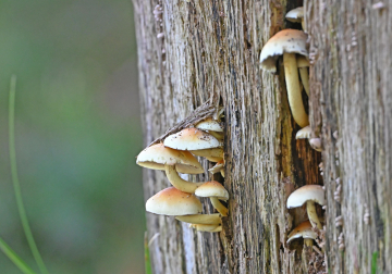 paddenstoelenwandeling